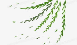 漫画柳树,漫画中的诗意时光